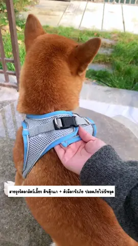 #สายจูงสัตว์เลี้ยง #สายจูงรัดอกสัตว์เลี้ยง #สายจูงหมา #สายจูงแมว 