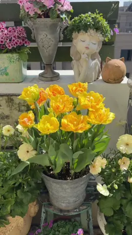 Tulip màu nào cũng đẹp 