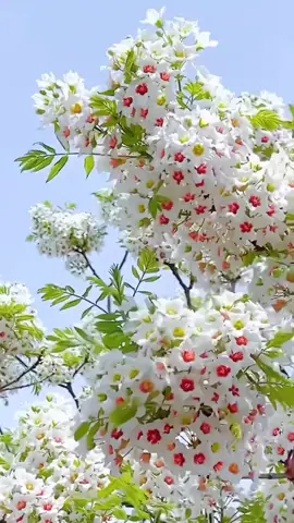 #foryou #ইসলামিক_ভিডিও_🤲🕋🤲 #ইনশাআল্লাহ_যাবে_foryou_তে 