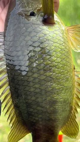 Cùng mình trải nghiệm anh em ơi#caucarodong#vuivemoingay❤️#capcut 