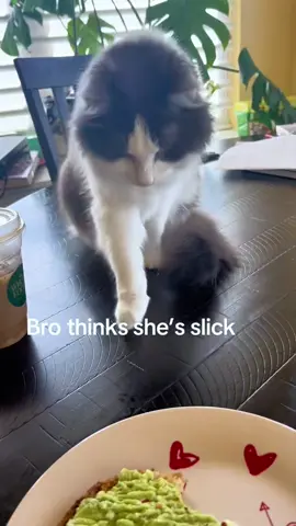 Smart Cat#cat #cats #catslovers #catsoftiktok #fyp 