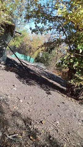 #fypシ゚ #foryou #fypシ゚viral🖤tiktok #fyppppppppppppppppppppppp #shaqlawa 