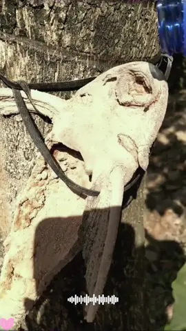 “Dead Fish” Moves with Just Water!#ZombieFish#Hypostomusplecostomus#usa🇺🇸 