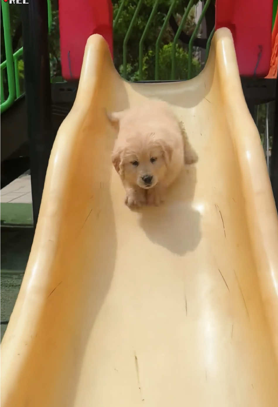 Funny Golden Retriever🤣🥰🐶#dog #goldenretriever #funny #fyp #funnyvideos 