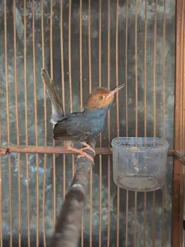 🔥🔥#prenjakmania #prenjakmaniaindonesia #kicaumaniaindonesia #promomakanharian #fyp 