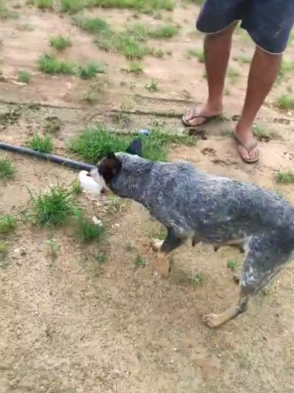 apresentando o filhetinho de cachorro ao pai #noisdaroça🤠🍃 #roça #cachorros #filhotes #sitio 