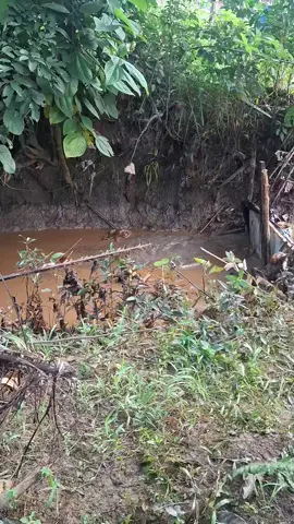 minyak meloeng #macangsakti #fyp #foryoage #fageforyou #minyakkmacangsakti 