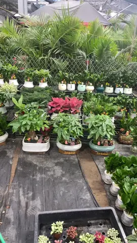 Các mẫu chậu cây phong thuỷ#cayvanlocdo #caykimngan #caykimtien 