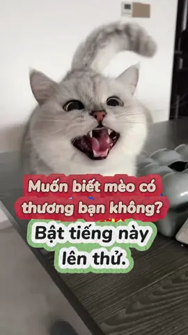 Thử ngay… Nếu bạn muốn biết mèo có thương bạn không… Thử xong nhớ báo kết quả nha… #motcu#motcuclong#cat
