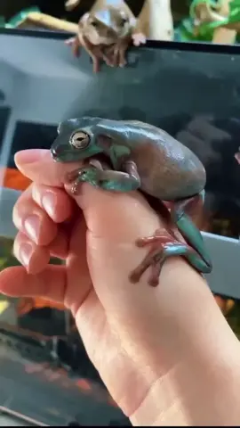 Share 20 frog varieties of popular science, which one do you like best? # Frog # Popular Science # Crawling Pet # Curious Nature # Animal Popular Science