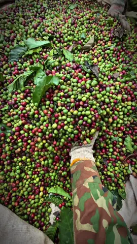Chỉ dân trông nghề mới hiểu 😁 #càphê #nôngdân #xuhuong 