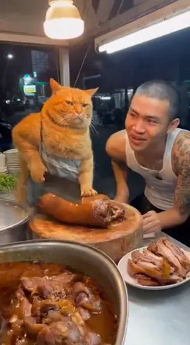 #แมวส้ม #ทาสแมว #แมวอ้วน #funnycat #orangecat 