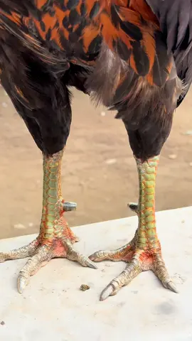 #manvamcong #vamconggamefarm 