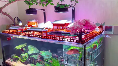 Lại sắp tết rồi❤️#aquarium #cacanh #xuhuong #guppy #thuysinh 