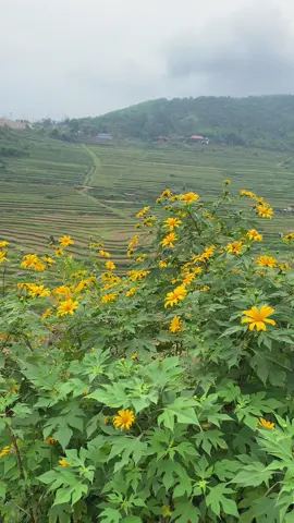 Ngắm gốc rạ hay là ngắm em 💕