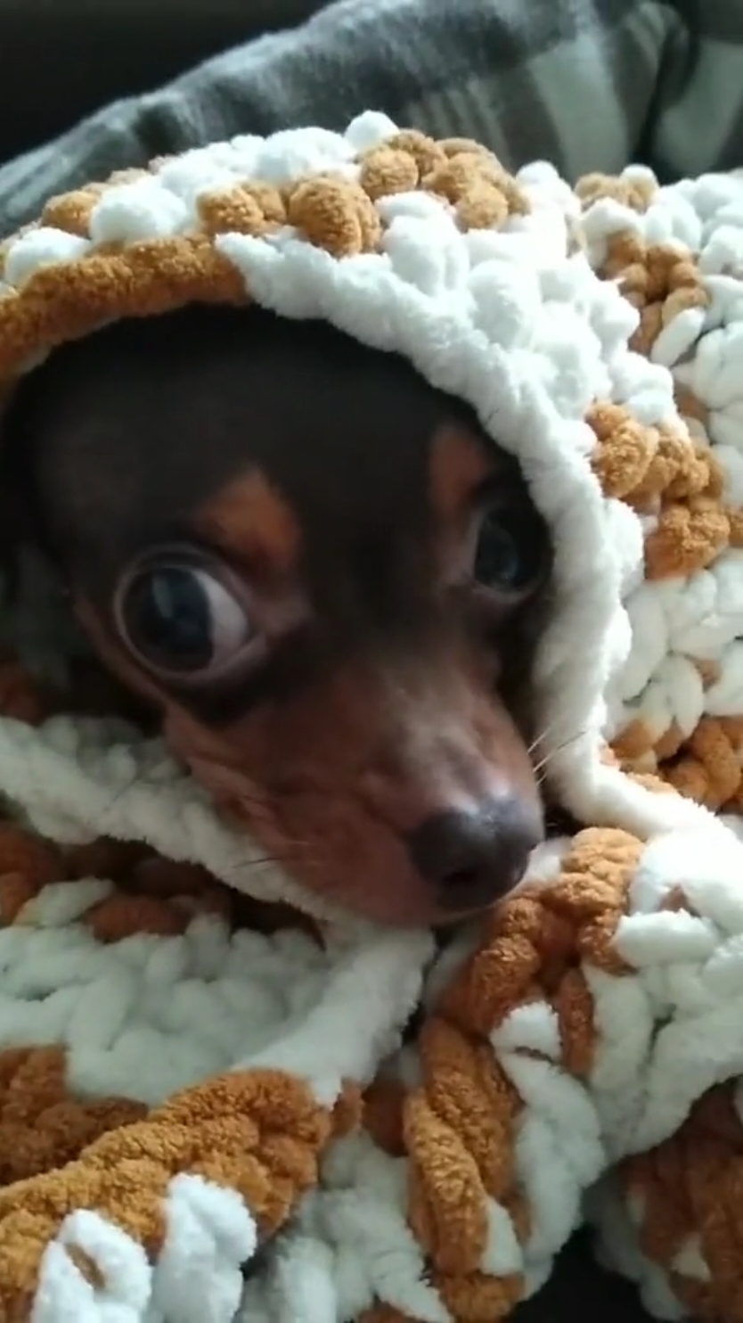 Очень любят они под одеялком 😇 #моясобакамояжизнь #моясобака #любимаясобака #смешнаясобака #собакаприколы #собакаулыбака #приколысживотными #собакадруг #милыеживотные #животныемилые #питомцыкаклюди #любимка❤️ #буднипитомца #историяпитомца #забавныеживотные #милаха 