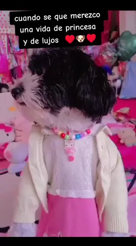 es un princesa y lo sabe ♥️🐶♥️#perrihijos #humortiktok #perritostiktokers 