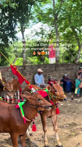 #pisangemas #pisangemasjr #kalapotemennangpesse #kerapansapimadura #madurapride🔥 