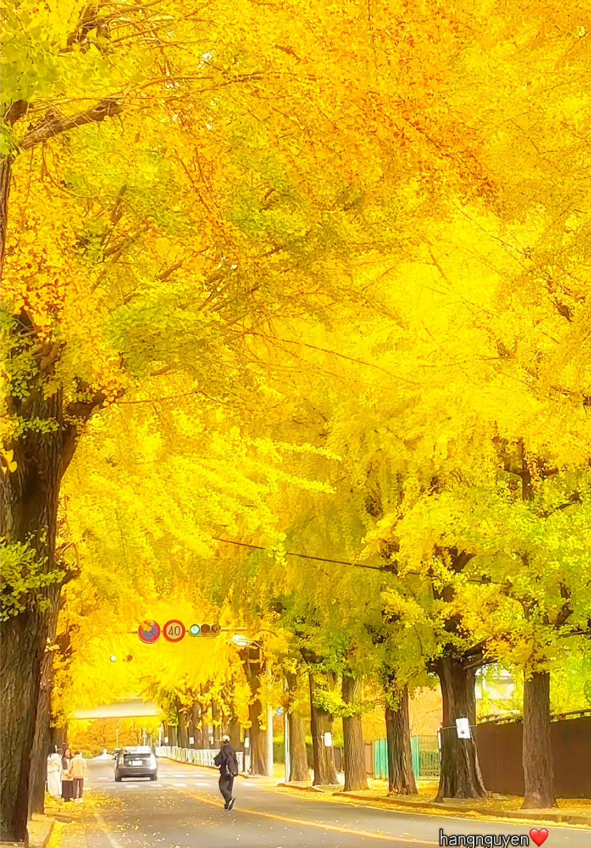 Hàng cây bạch quả đổi màu vàng rục ở Tenri....Mùa thu Nara đẹp đến nao lòng....🍂🍂🍂#天理 #銀杏並木 #銀杏 #秋の景色 #autumnvibes 