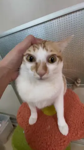 I'll see you all live,follow me now! #fyp #tiktok #feelings 