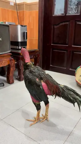 👌 thoát mộc thành công