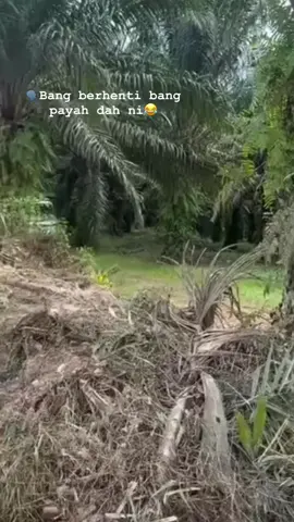 betul punya kental jiwa abam lori tu yer bawak abg J tgk view ladang😂😂😂