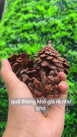 quả thông khô trang trí giáng sinh quá rẻ quá hot mà còn được free ship #trending #xuhuong #quathong 