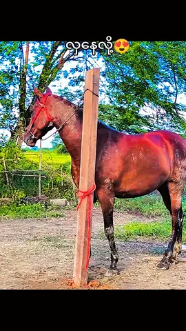 #သမီးစိန်ဝင်းမယ်🐎 #ပြည်တွင်းဖြစ်ကိုအားပေးပါ🇲🇲🇲🇲 