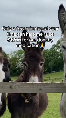 Only a few minutes of your time can help me raise $1200 for our donkey medication🙏#donkeysanctuary #donkeyrescue #donkeysoftiktok #donkeylife #followers 