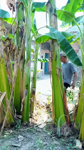 ​Detik-detik mau panen .?  ​#shorts #videolucu #videoviral