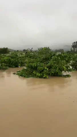 khu vực tây nguyên đã ngập 1 số vùng#lulut #taisaongaplut #taynguyen #namtrungbo #vietnam @Yi Yi @Sao Thần Nông@Thần Đớp BG 🥇🇻🇳 