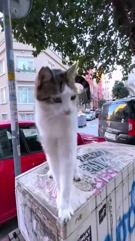 When I have a cat full of jealousy#cat #cats #catslovers #catsoftiktok #fyp 