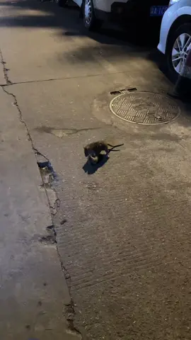 Giành địa bàn hay dì😒#khoanhkhacdangyeu #petcute #chuot 