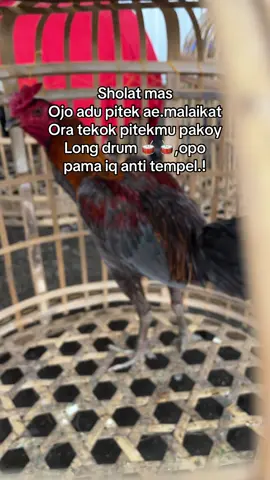 🤣🤣#salamsatuhobby #ayambangkoksuper #pamaninja #pakhoyfullbrakot #foryou 