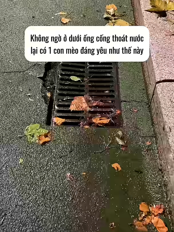 Không ngờ ở dưới ống cống thoát nước lại có 1 con mèo đáng yêu như này