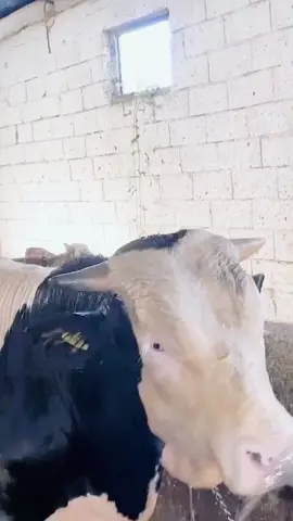 #الموالة_و_الجزارة_🍖🐄🍖🐄 #ااشعب_الصيني_ماله_حل😂😂 