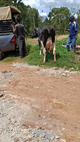 delivery of our super giant pedigree incalf and lactating pedigree cows 