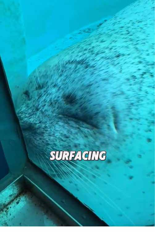 “My friend = a chubby seal.”#viral #animals #foryou #tiktok #cute 