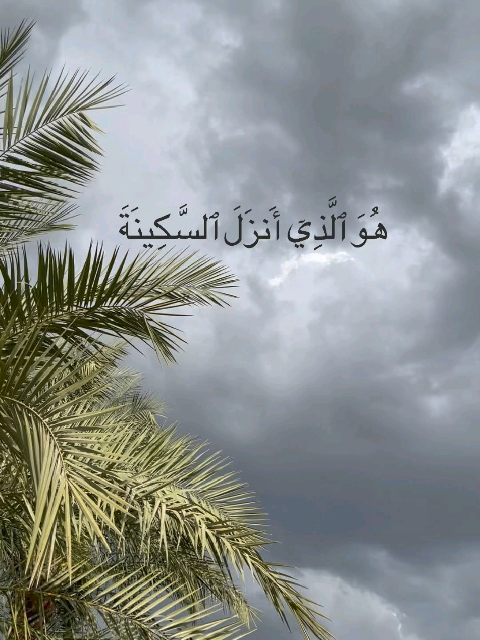 سورة الفتح || محمد صديق المنشاوي  @Qoran || قرآن @Qoran || قرآن @Qoran || قرآن  #قران_كريم #تلاوة_خاشعة #quran #تلاوة #fyp 