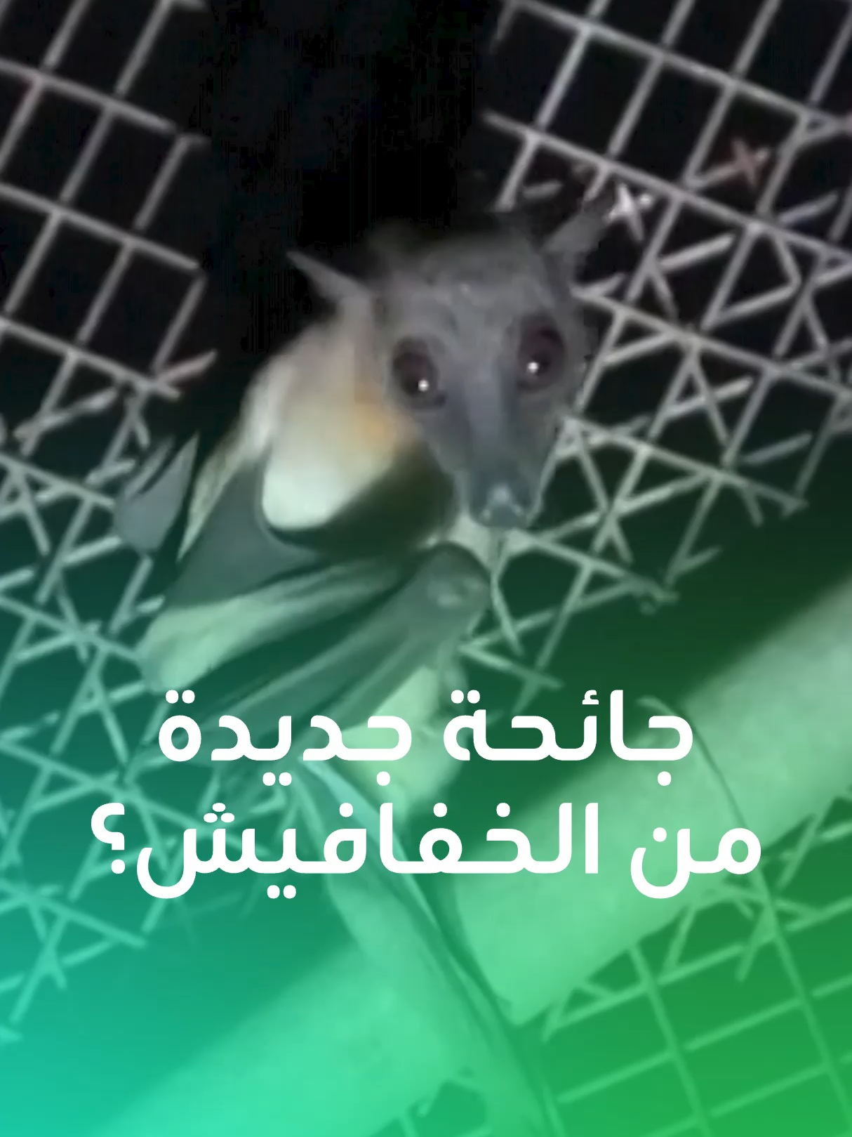 الخفافيش تهدّد البشرية مجددا بفيروس 