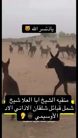 #العصيمي_الزيدي #عصما #حركان #الشيابين_شيوخ_العصمه #مسحرة_حجله 