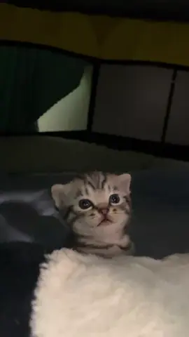 So cute #cutecat #pet #kucing #kitty #funny 