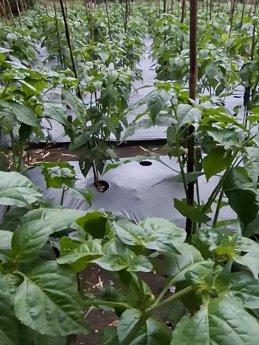 Cabe rawit di musim hujan#berkebun#pertanian#petanimuda 