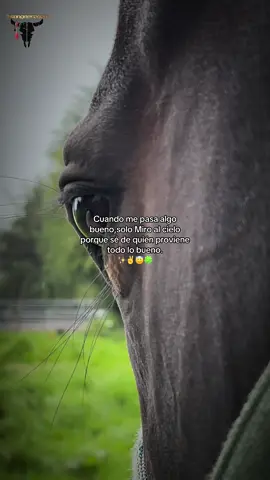 #caceriadelzorro2025 #caballosecuador🐴🇪🇨 #carchi_ecuador🇲🇱 #carchi_ecuador🇪🇨🇲🇱 #vidadecampo😍🤠 @fer_benavides @TUMBA _AVIONES @Brayan @Carlos Yandun 