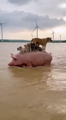 Tình yêu thương của động vật 🥺🥺🥺#dog #dogs #dogsoftiktok 