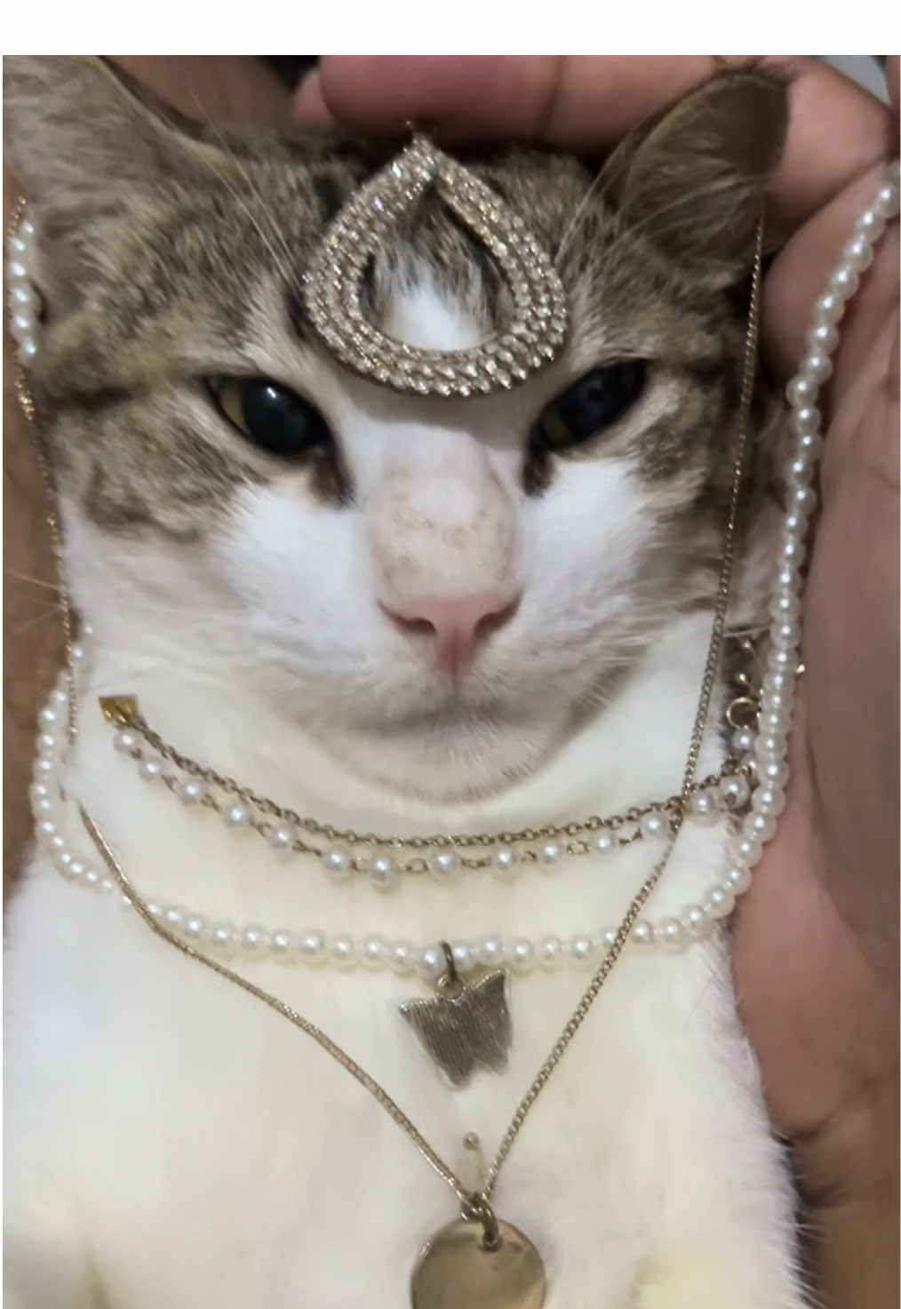 මිකූ රඡ මැදුරේ කතාව 👑 #mikusworld #cat #fyp #catlover #cattiktok #petlover #cute #catsoftiktok #cutecat #trending 