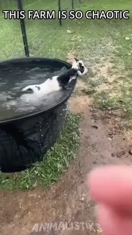 Baby goats are so chaotic #farm #pony #goat #funny 