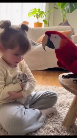 Jealous Mimzo Interrupts a Little Girl Hugging Her Kitten in the Cutest Way Ever! #MimzoParrot #CuteKidMoments #FunnyAnimals #JealousParrot #viralshorts 