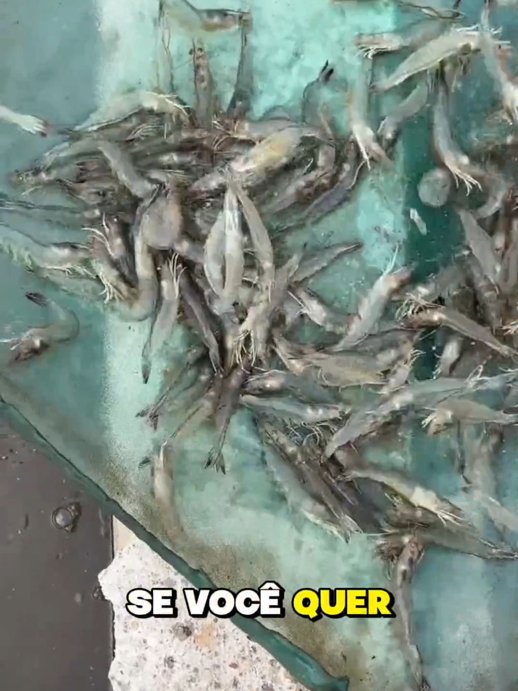 Lucre com sua primeira criação em caixas de 1000 litros! Descubra como transformar um pequeno espaço em um sistema produtivo de camarões e gerar renda extra todo mês. Mesmo sem experiência, você aprende tudo do zero e monta sua estrutura completa com investimento acessível. 📦 Você recebe: ✅ Projeto hidráulico + lista de materiais 🎥 Vídeo-aulas mostrando o cultivo na prática 📋 Suporte e guia até sua primeira colheita