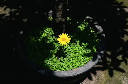 Để sống tốt hơn, đôi khi chúng ta phải học làm trẻ con trước khi học làm người lớn. #fyp #xh #flowers #cuocsong #binhyen 